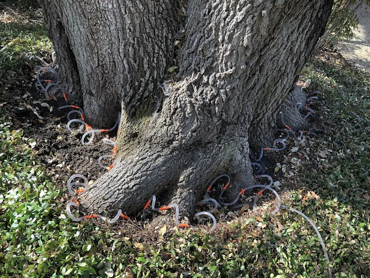 Detailed Tree Cabling and Bracing job site in Eldorado